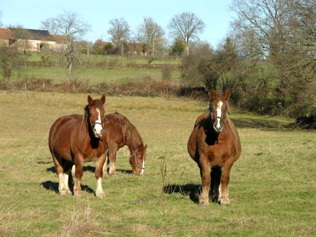 Rancger Ben s horses